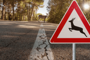 deer warning sign