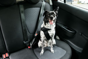 pet riding in car with seat belt