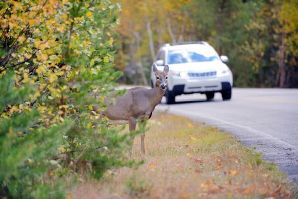 dear crossing road