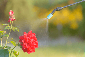 flower being sprayed with pesticide