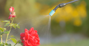flower being sprayed with pesticide