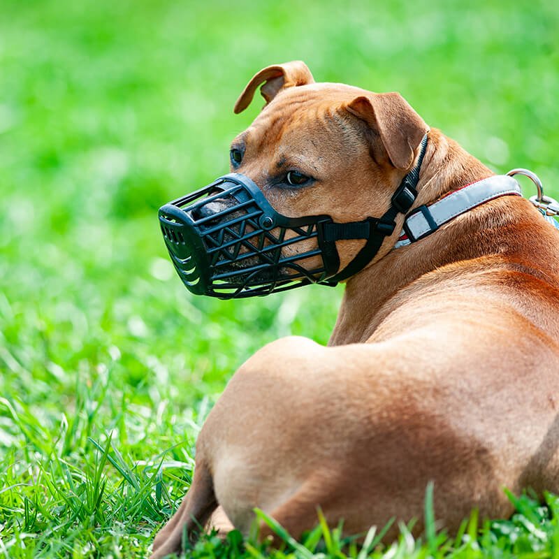 dog with a muzzle