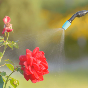 spraying chemicals on a flower