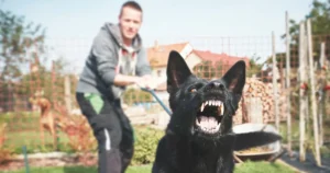 dangerous dog held on leash